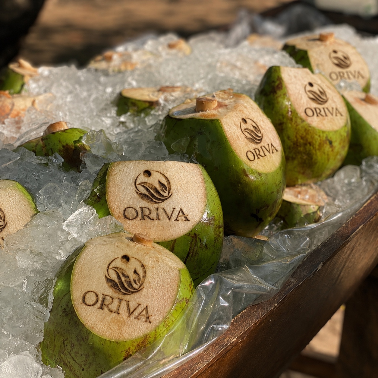 Coco verde personalizado com a logo Oriva gravada, sobre gelo